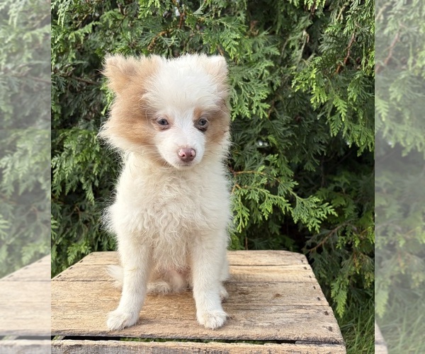 Medium Photo #3 Pomeranian Puppy For Sale in MIDDLEBURY, IN, USA