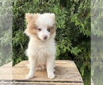 Small #2 Pomeranian