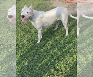 Mother of the Dogo Argentino puppies born on 11/28/2021