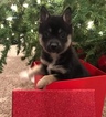 Small Photo #7 Alaskan Klee Kai Puppy For Sale in WINCHESTER, OH, USA
