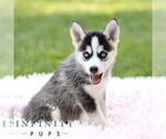 Small Pomsky