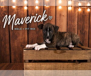 American Staffordshire Terrier-Staffordshire Bull Terrier Mix Dogs for adoption in Holly Springs, NC, USA