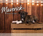 Small American Staffordshire Terrier-Staffordshire Bull Terrier Mix