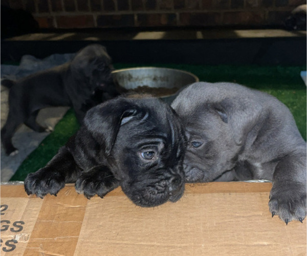 Medium Photo #5 Cane Corso Puppy For Sale in MONTGOMERY, AL, USA