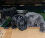Small #4 Cane Corso