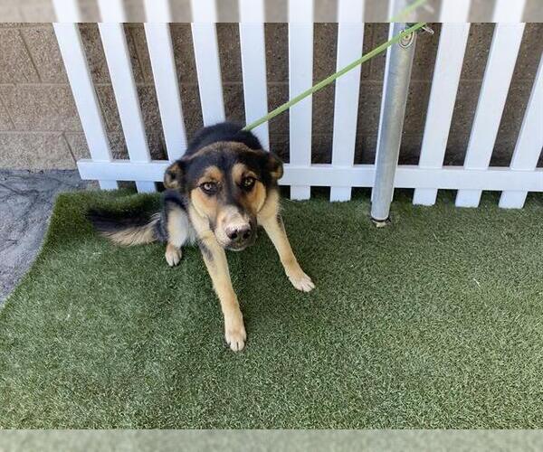 Medium Photo #1 German Shepherd Dog Puppy For Sale in Modesto, CA, USA