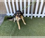 Small German Shepherd Dog