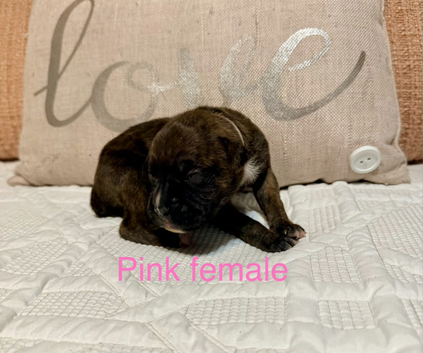 Medium Photo #17 Boxer Puppy For Sale in WALNUT GROVE, MO, USA