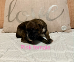 Small #16 Boxer