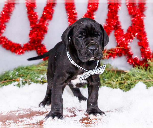 Medium Photo #15 Great Dane Puppy For Sale in WAKARUSA, IN, USA