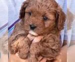 Small #4 Cavapoo (Miniature)