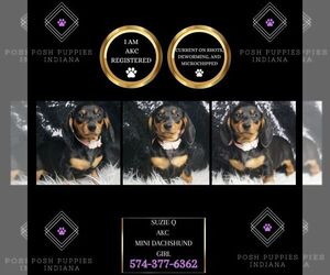 Dachshund Puppy for sale in WARSAW, IN, USA