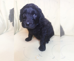 Goldendoodle Puppy for sale in AIKEN, SC, USA