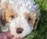 Puppy Browning Cavapoo