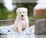Small Photo #3 Maremma Sheepdog Puppy For Sale in CONWAY, MO, USA