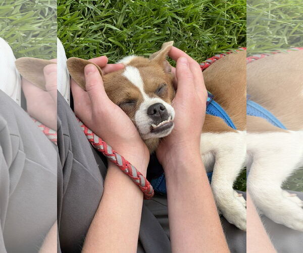 Medium Photo #3 Puggle Puppy For Sale in Lake Elsinore, CA, USA