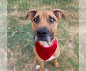Black Mouth Cur-Unknown Mix Dogs for adoption in San Antonio, TX, USA