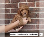 Small #4 Cockapoo (Miniature)