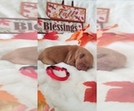 Small Photo #9 Golden Retriever Puppy For Sale in SANTA BARBARA, CA, USA