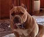 Small Photo #1 American Bully Puppy For Sale in HARMON, IL, USA