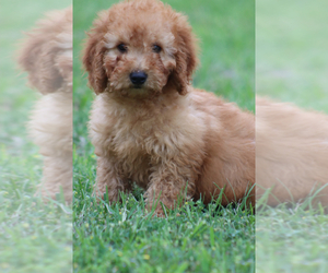Goldendoodle (Miniature) Puppy for sale in ITASCA, TX, USA