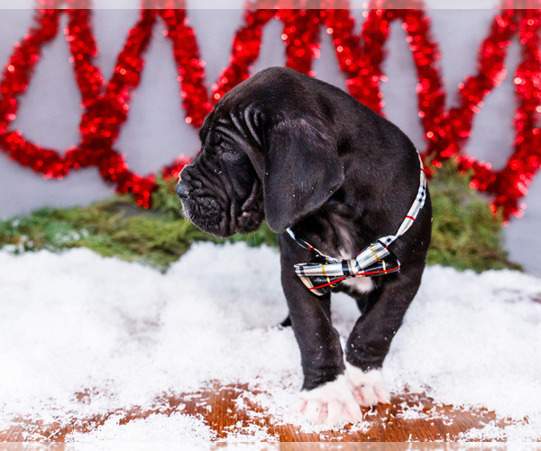 Medium Photo #8 Great Dane Puppy For Sale in WAKARUSA, IN, USA