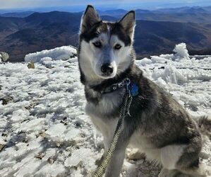 Siberian Husky Dogs for adoption in COLUMBIA, CT, USA