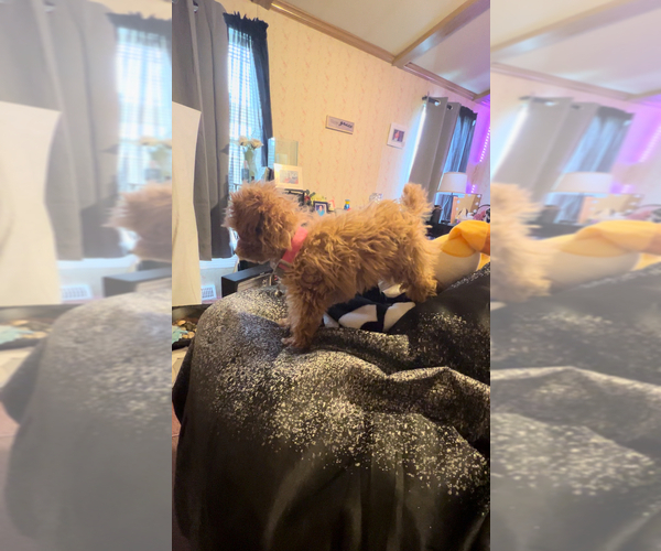Medium Photo #5 Poodle (Toy) Puppy For Sale in FLINT, MI, USA