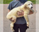 Small #2 Great Pyrenees