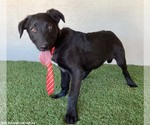 Small #1 Mutt
