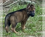 Small #4 German Shepherd Dog