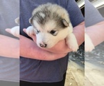 Small #9 Alaskan Malamute