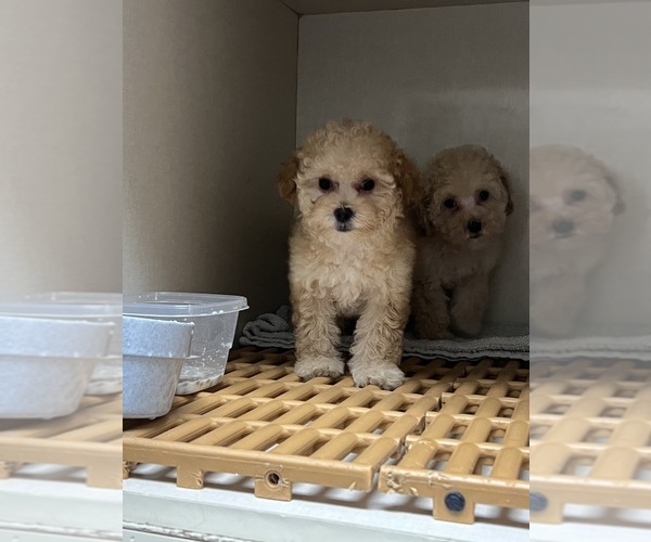 Medium Photo #7 Poodle (Toy) Puppy For Sale in FORESTVILLE, MD, USA