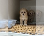 Small #6 Poodle (Toy)