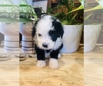 Small #3 Aussiedoodle