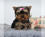 Small #1 Yorkshire Terrier