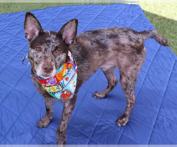 Medium Photo #8 Mutt Puppy For Sale in Rockaway, NJ, USA