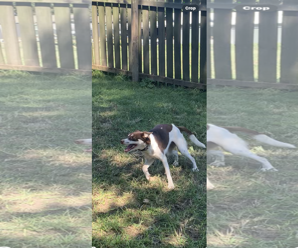Medium Photo #2 Huskies -Unknown Mix Puppy For Sale in The Woodlands, TX, USA