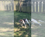 Small #1 Huskies  Mix