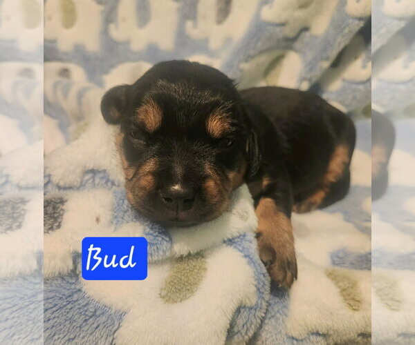 Medium Photo #5 Coonhound Puppy For Sale in Clinton , MI, USA