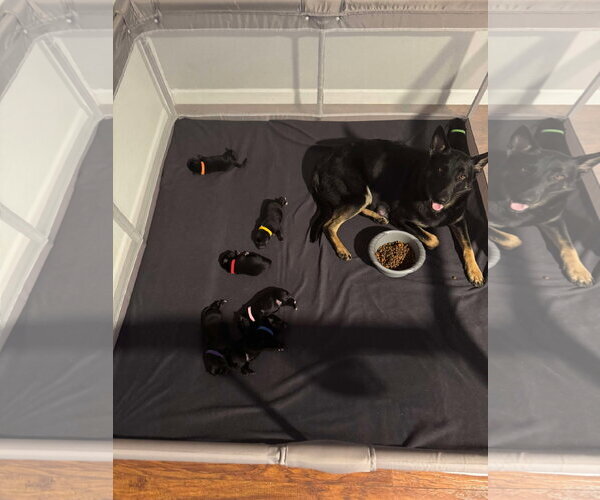 Medium Photo #9 German Shepherd Dog-Unknown Mix Puppy For Sale in Oro Medonte, Ontario, Canada