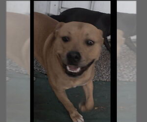 Fiddler - Male American Pit Bull Terrier-American Staffordshire Terrier Mix Dog for Adoption - Photo #2