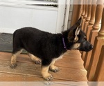 Small Photo #7 German Shepherd Dog Puppy For Sale in WOLFE CITY, TX, USA