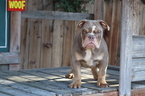 Small Photo #5 English Bulldog Puppy For Sale in LOS ANGELES, CA, USA