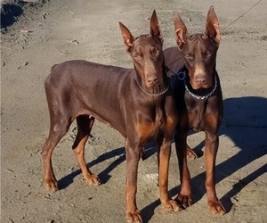 Doberman Pinscher Puppy for sale in TULARE, CA, USA