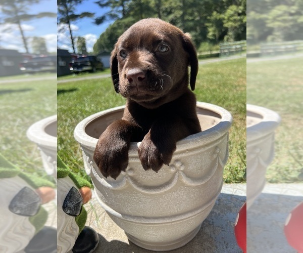 Medium Photo #8 Labrador Retriever Puppy For Sale in NEOLA, WV, USA