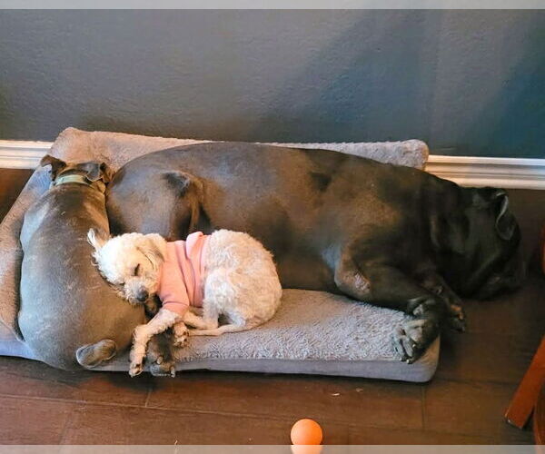 Medium Photo #4 Poodle (Miniature)-Unknown Mix Puppy For Sale in Corona, CA, USA