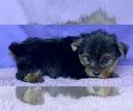 Small Photo #12 Yorkshire Terrier Puppy For Sale in AZLE, TX, USA