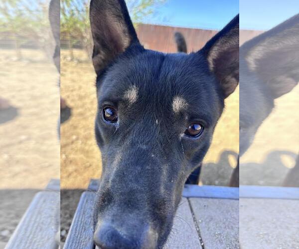 Medium Photo #2 German Shepherd Dog-Unknown Mix Puppy For Sale in Incline Village, NV, USA