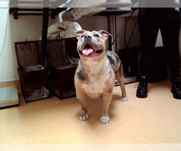 Medium Photo #1 Mutt Puppy For Sale in Martinez, CA, USA